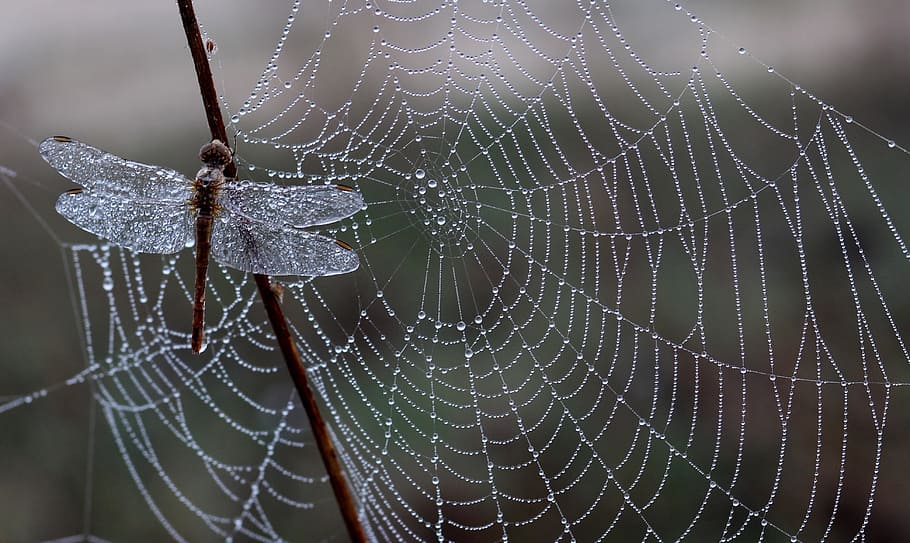 blur, dew, wet, drops, arachnid, close-up, cobweb, dragonfly HD wallpaper