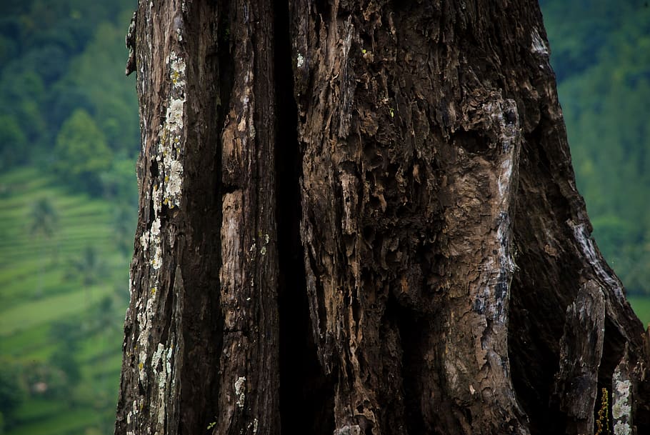tree, wood, nature, bark, outdoors, east java, tree trunk, plant HD wallpaper