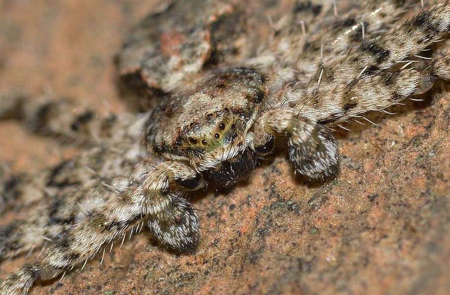 spiders, araneae, philodromus, animal themes, one animal, animal wildlife HD wallpaper