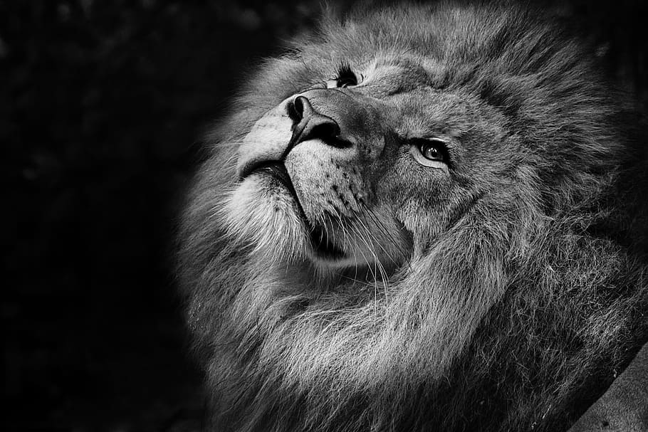 HD wallpaper: grayscale photo of lion, feline, tawny, african, zoo ...