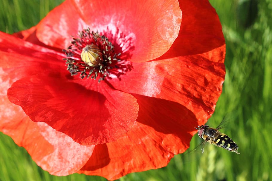 Hoverfly, Insect, Blossom, approach, bloom, field, macro, close HD wallpaper