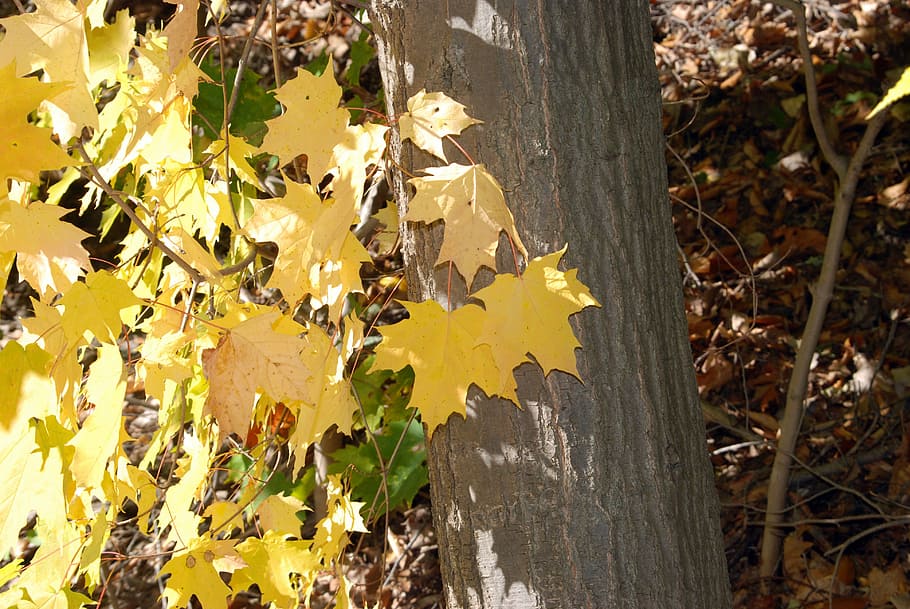 fall, autumn, tree, leaves, yellow, nature, leaf, plant part HD wallpaper