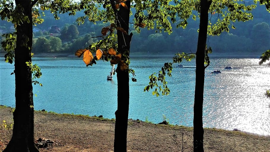 tree, lake, september, plant, water, trunk, tree trunk, tranquility HD wallpaper