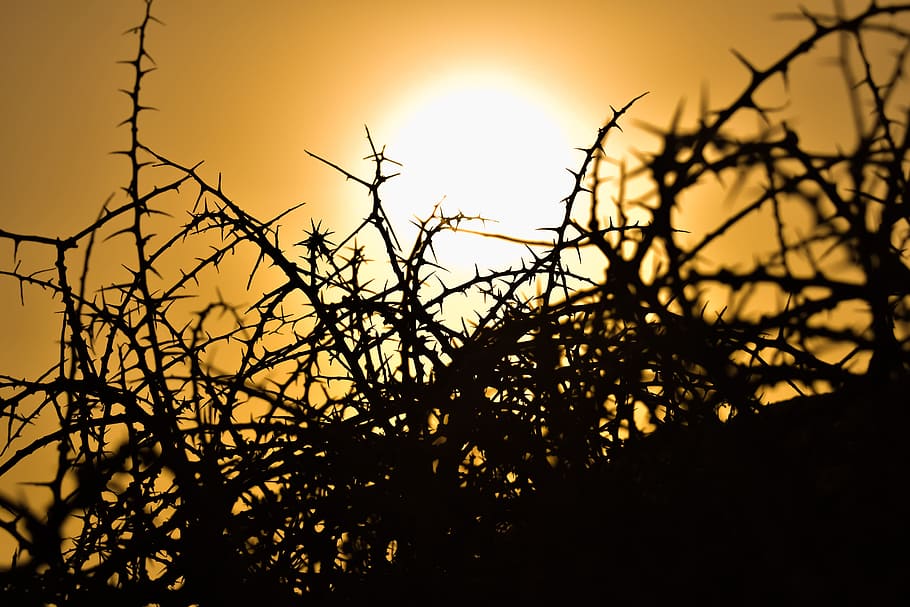 silhouette of plants during sunset, thorns, nature, sharp, thorny HD wallpaper