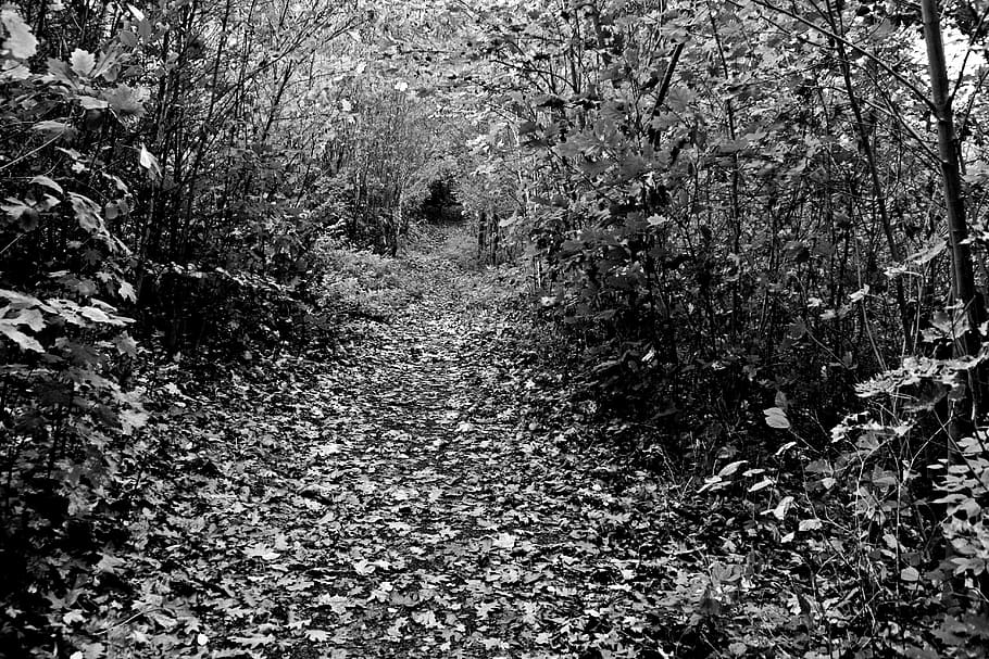 Forest, Away, Glade, Path, Hiking, forest path, mood, autumn HD wallpaper