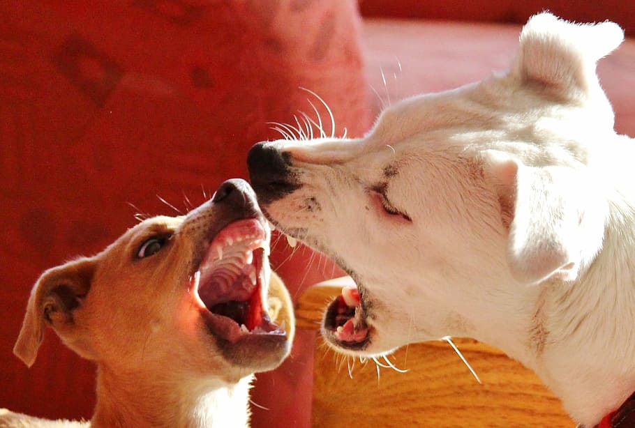 two fighting dogs, dominance behavior, dog bite, barking, mouth open