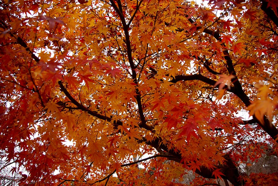 autumn, leaf, season, maple tree, nature, park, outdoors, branch HD wallpaper