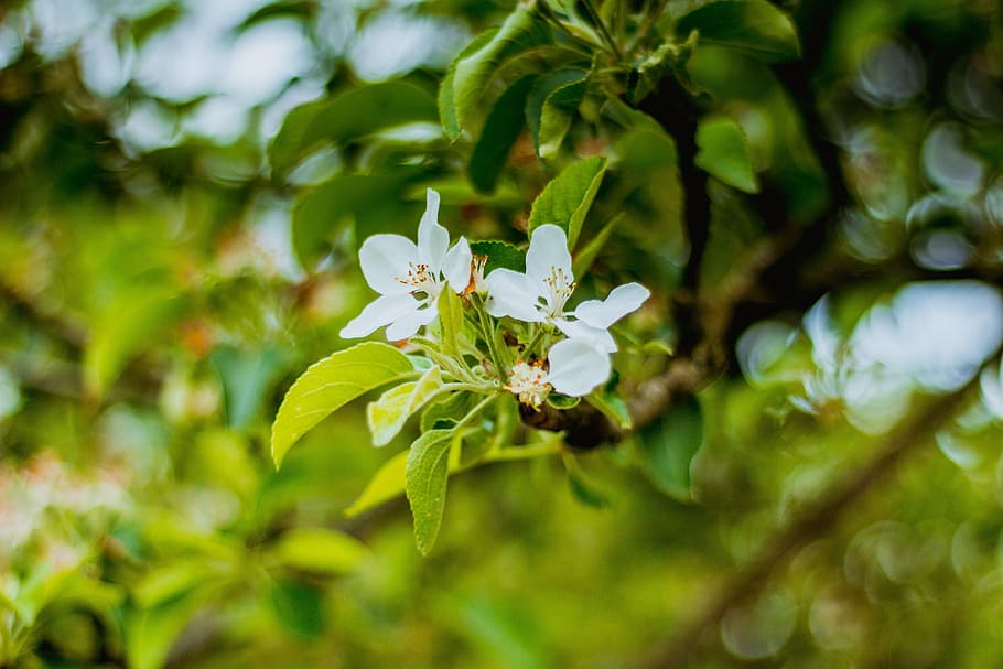 Spring, Flower, Apple, Nature, Garden, white, holiday, summer HD wallpaper