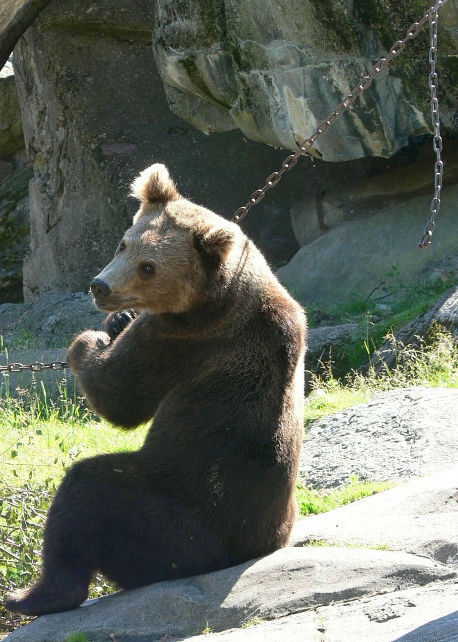 bear, brown bear, sit, chain, chained, caught, zoo, predator HD wallpaper
