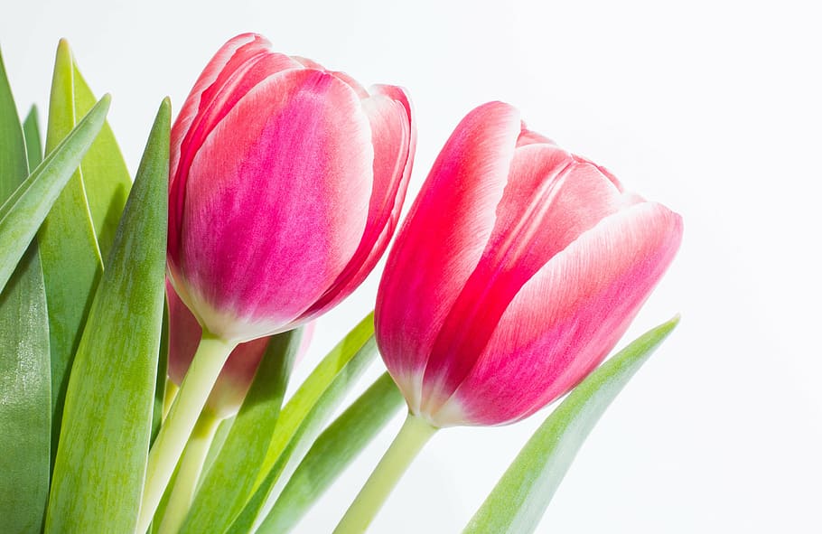 selective focus photography of pink tulip flowers, tulips, pair HD wallpaper