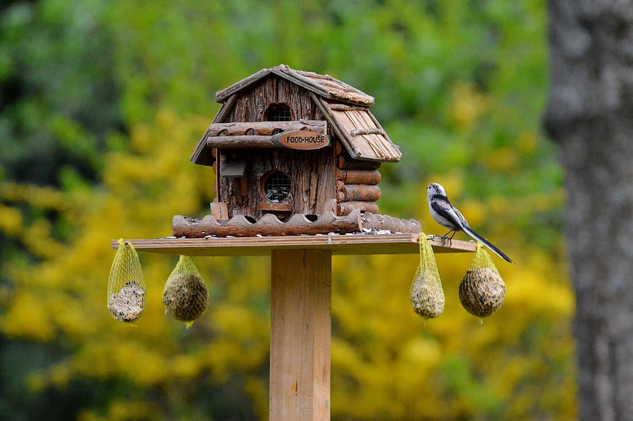 Aviary, Food, Bird Seed, Fat Balls, feeding place, wood, nature, HD wallpaper