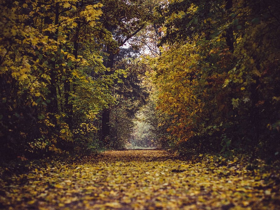 forest trees at daytime, park, woods, leaves, branches, autumn HD wallpaper