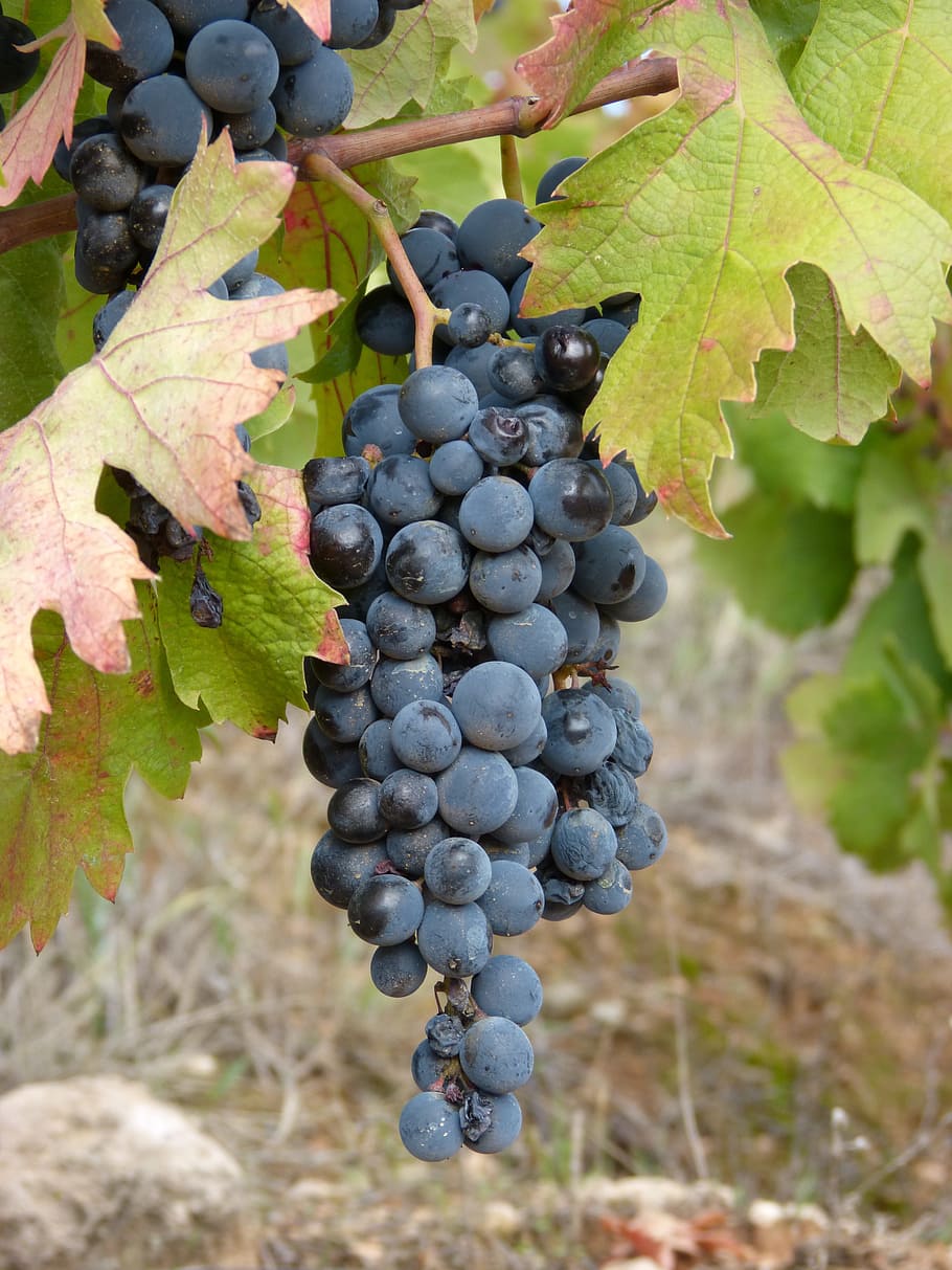 Grape, Wine, Priorat, Vineyards, earth, red wine, fruit, agriculture HD wallpaper