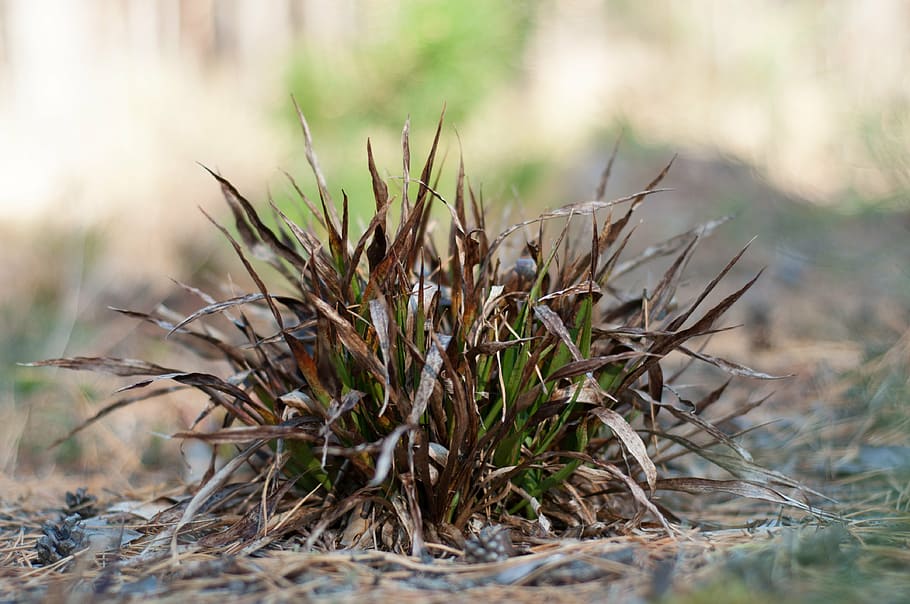 grass, nature, plant, macro, close-up, land, no people, field HD wallpaper