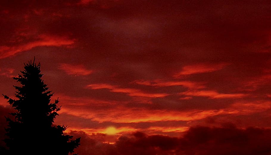evening, red, sky, tree, afterglow, clouds, abendstimmung, sun HD wallpaper