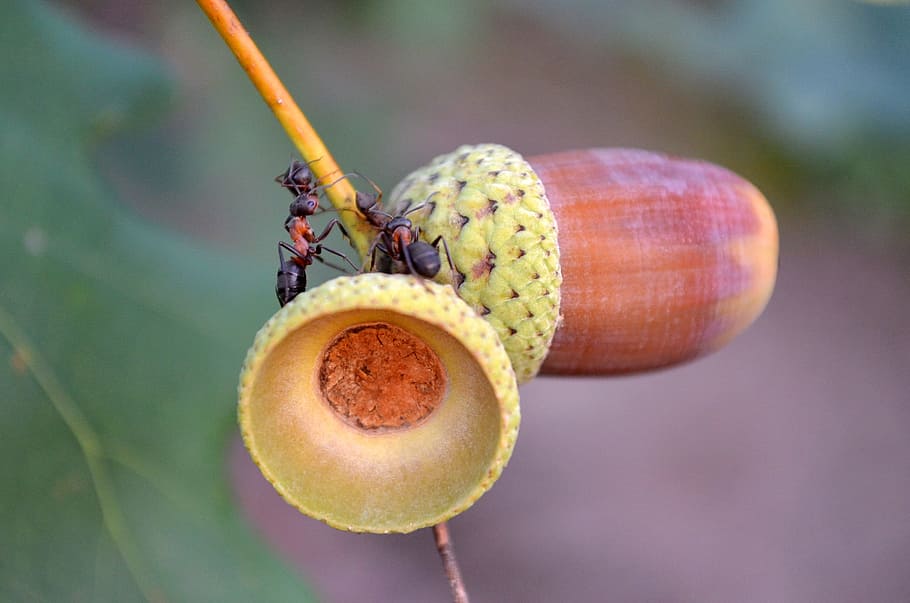 macro, ants, acorns, close-up, focus on foreground, food and drink HD wallpaper