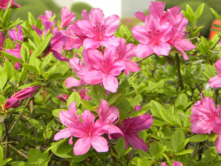 azalea, flowers, spring, nature, pink Color, plant, petal, leaf HD wallpaper