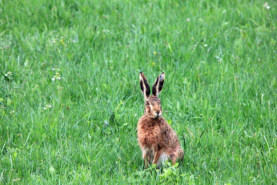 rabbit on the green field, grass, meadow, hare, lakshmi, animal, HD wallpaper