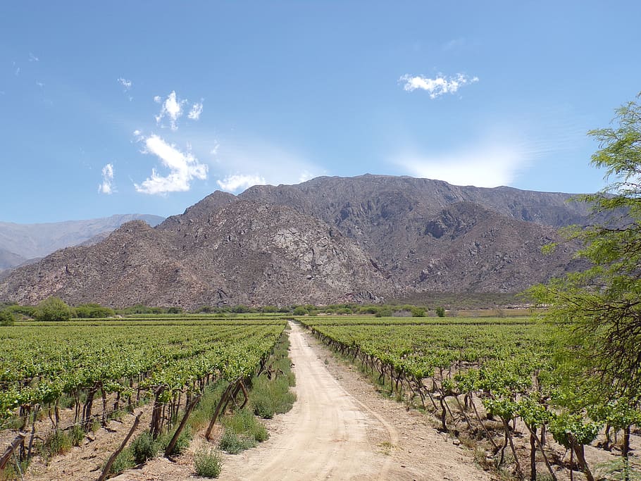 cafayate, salta, argentina, landscape, mountain, scenics - nature HD wallpaper