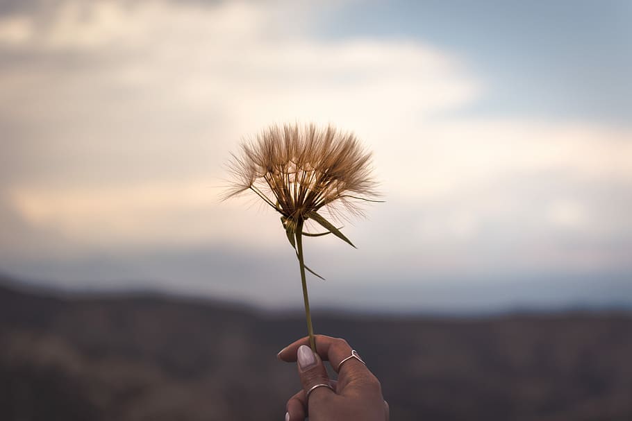person holding brown dandelion flower, person holding dandelion HD wallpaper