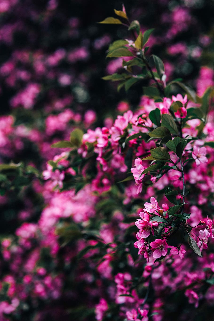 Lovely pink flowers blooming from the tree branches, copy space