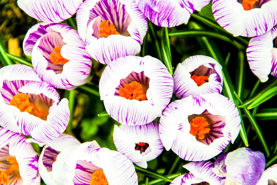 crocus, flower, purple, white, flowering plant, close-up, growth HD wallpaper