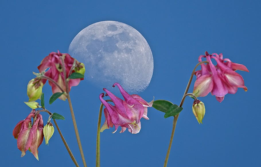 flower, nature, moon, sky, blue, flowering plant, clear sky HD wallpaper