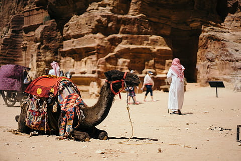 camel sitting on ground near people and rocks, shallow focus photography of camel during daytime HD wallpaper