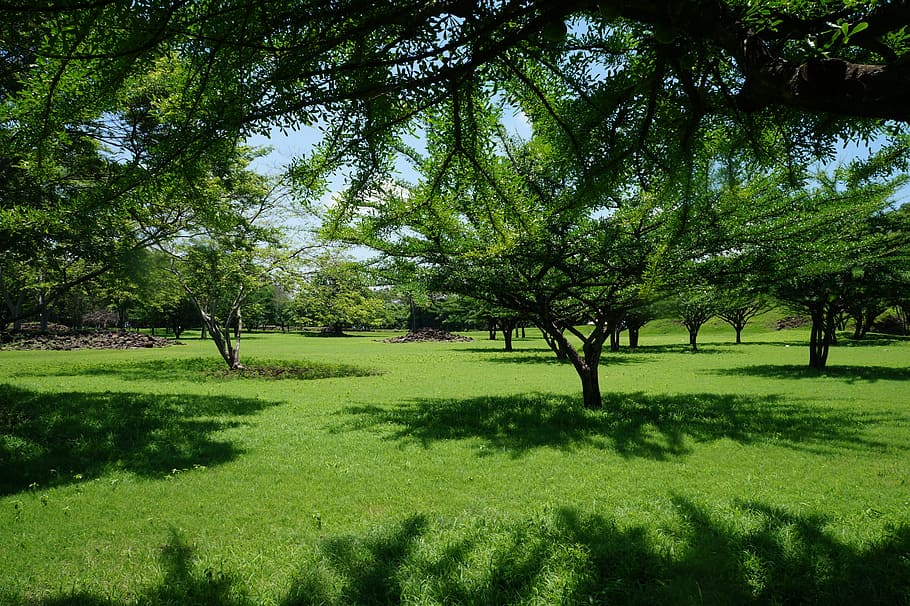 green leafed trees on grass field, landscape, archeology, shadow HD wallpaper