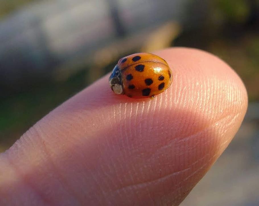 ladybug, insect, dots, ladybird, summer, landscape, finger HD wallpaper