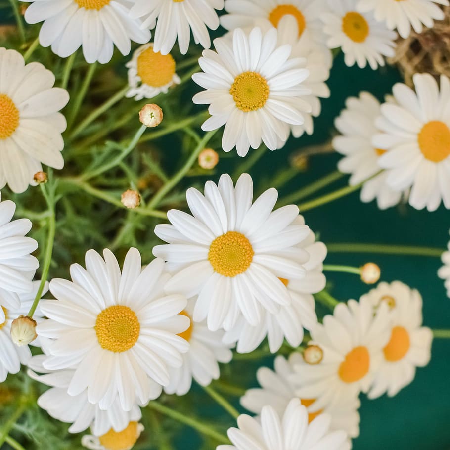 daisy, flower, nature, spring, floral, plant, white, blossom HD wallpaper