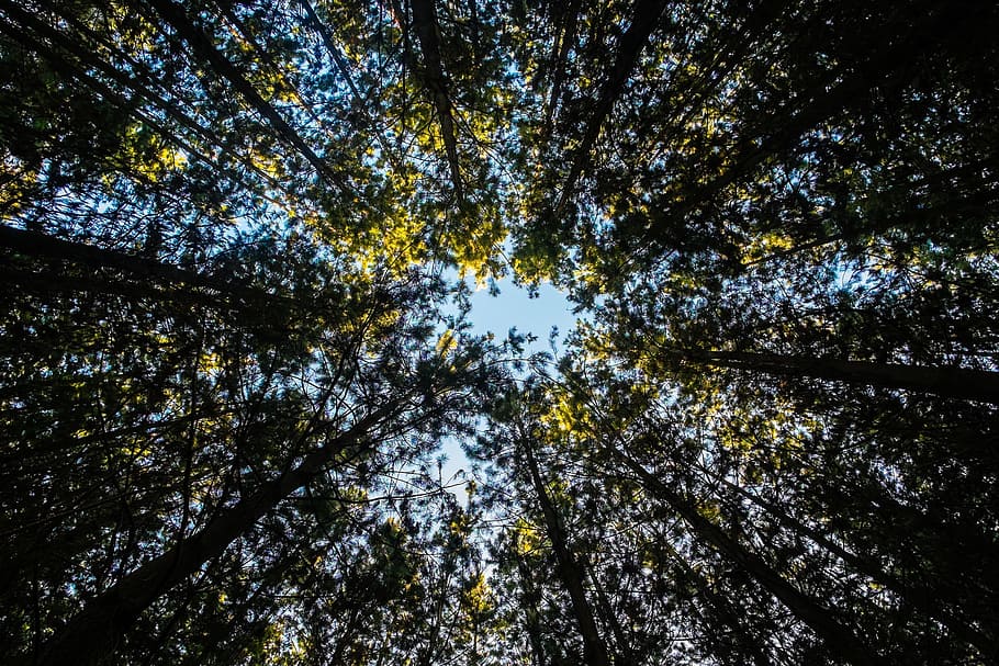 trees, forest, woods, leaves, plant, low angle view, growth HD wallpaper