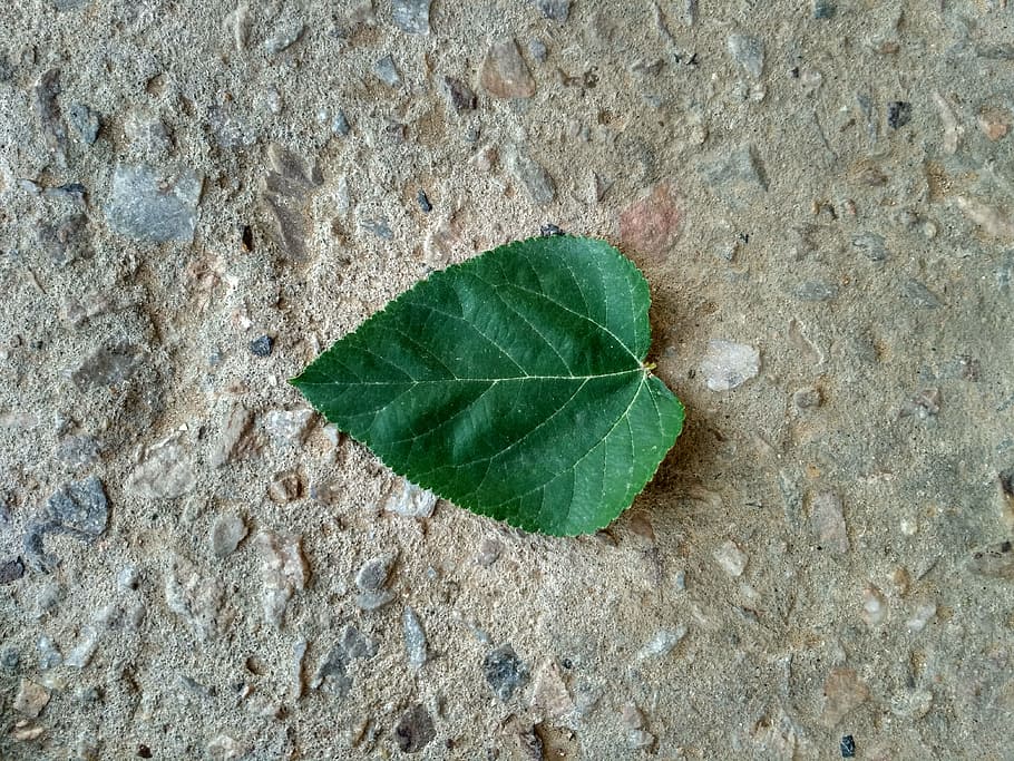 tree, leaf green, garden, nature, environment, summer, spring HD wallpaper