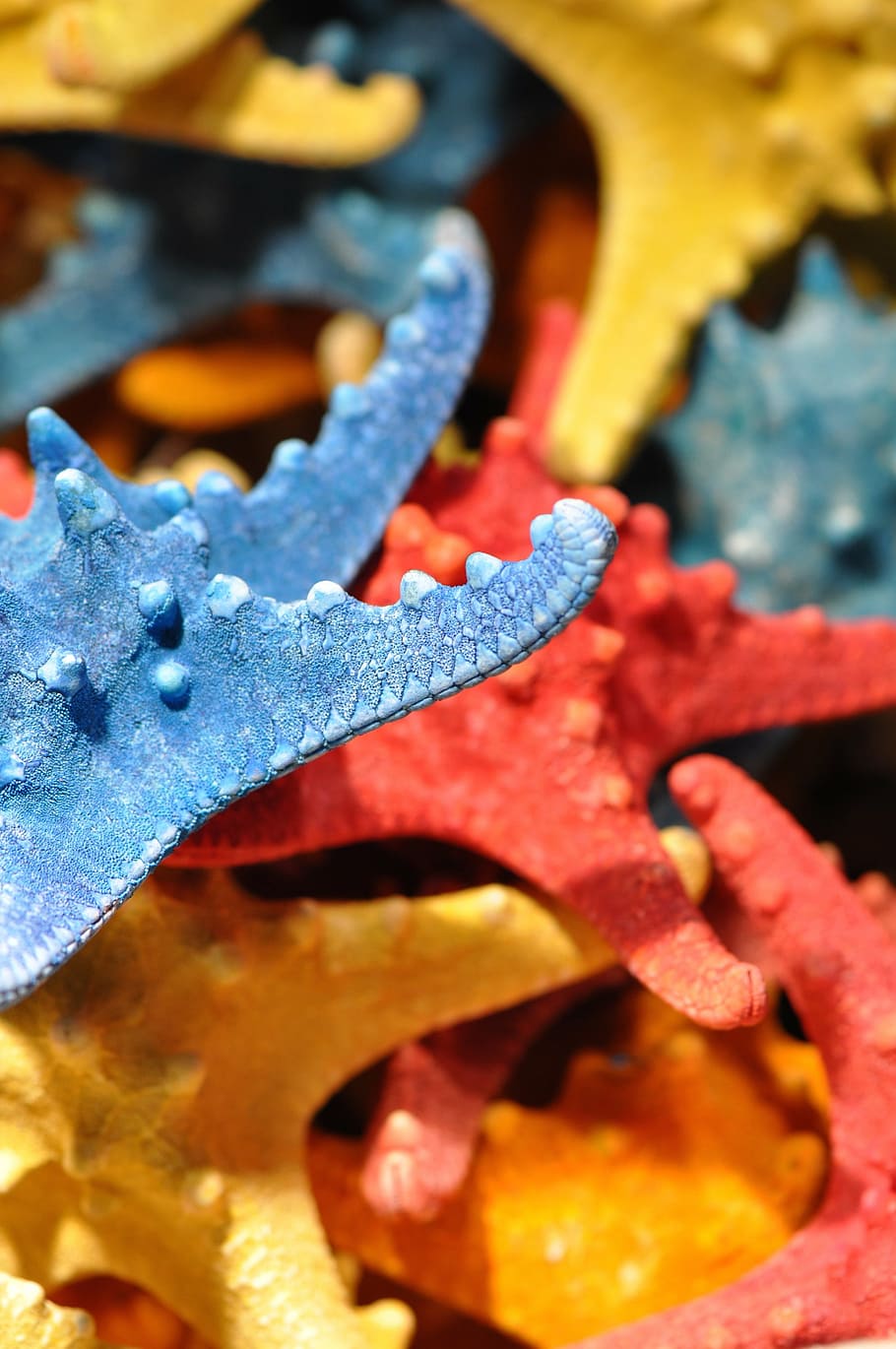 starfish, sea, ocean, shells, seashells, beach, marine, seashore HD wallpaper