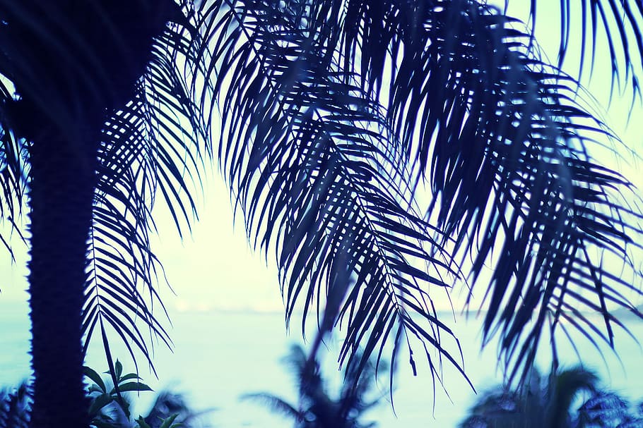 close up photo of palm tree, nature, summer, tropical Climate HD wallpaper