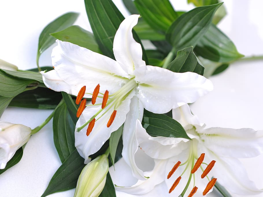 Lily, White, White, Flower, leaf, freshness, green color, plant HD wallpaper