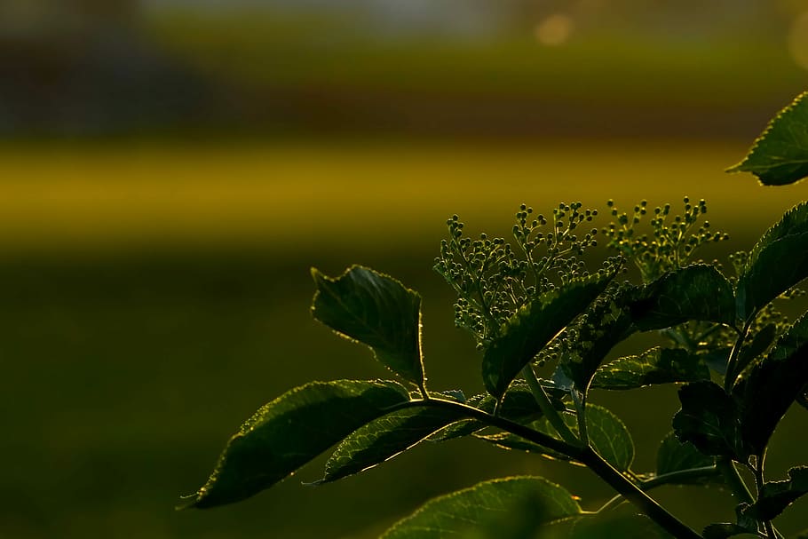green leafed plant during daytime, sunset, nature, elderberry shrub HD wallpaper
