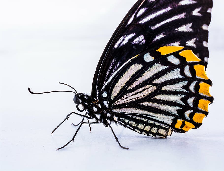 butterfly, insect, nature, butterfly - Insect, animal, animal Wing HD wallpaper