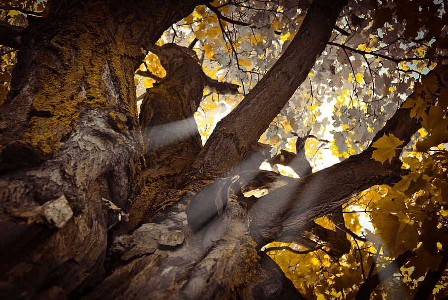 nature, tree, plant, sun rays, sunshine, trunk, stem, leaves HD wallpaper