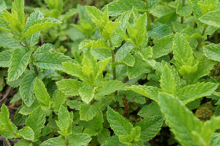 green plant leaf, peppermint, leaves, garden, herbs, nature HD wallpaper