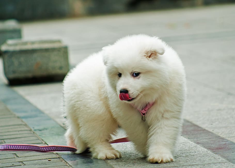 white Samoyed puppy walking on concrete pavement during daytime, HD wallpaper