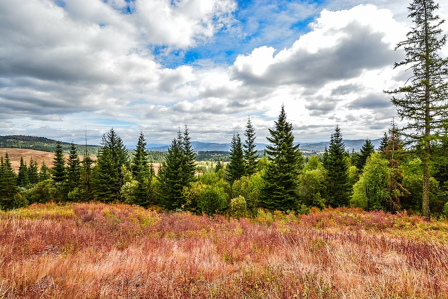 photography of green leafed trees, mountains, view, hills, sky HD wallpaper