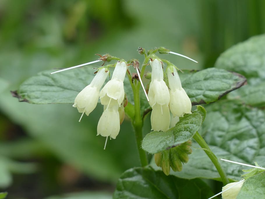 Caucasian Comfrey, Blossom, bloom, white, flower, plant, caucasus comfrey HD wallpaper