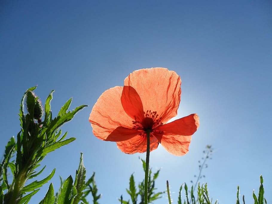 close-up photography of orange petaled flowers under blue sky HD wallpaper