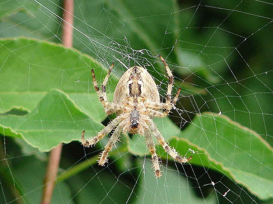 Spider, Cobweb, Insect, Network, Close, arachne, arachnid, spider macro HD wallpaper