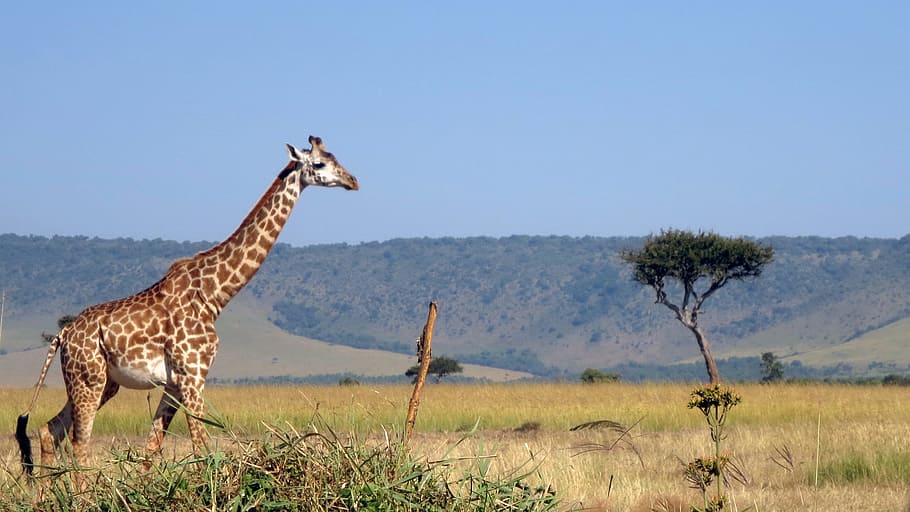 giraffe walking near tree, Masai Mara, Africa, animals in the wild, HD wallpaper