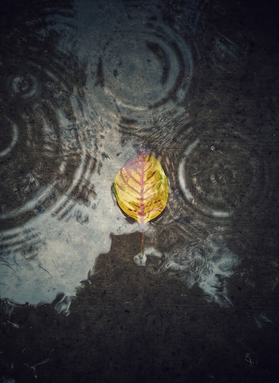 Rain Effect, brown and green leaf on water, puddle, ripple, reflection HD wallpaper