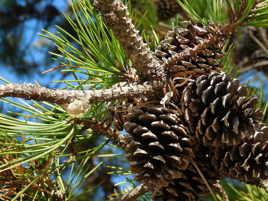 pine, trees, us, pine trees, nature, plant, growth, pine cone HD wallpaper