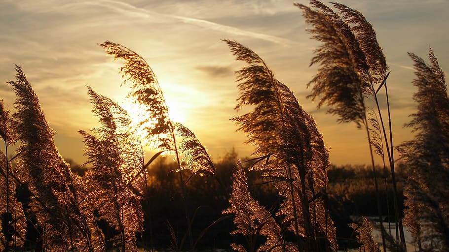sunset, reeds, light, landscape, against day, growth, nature HD wallpaper