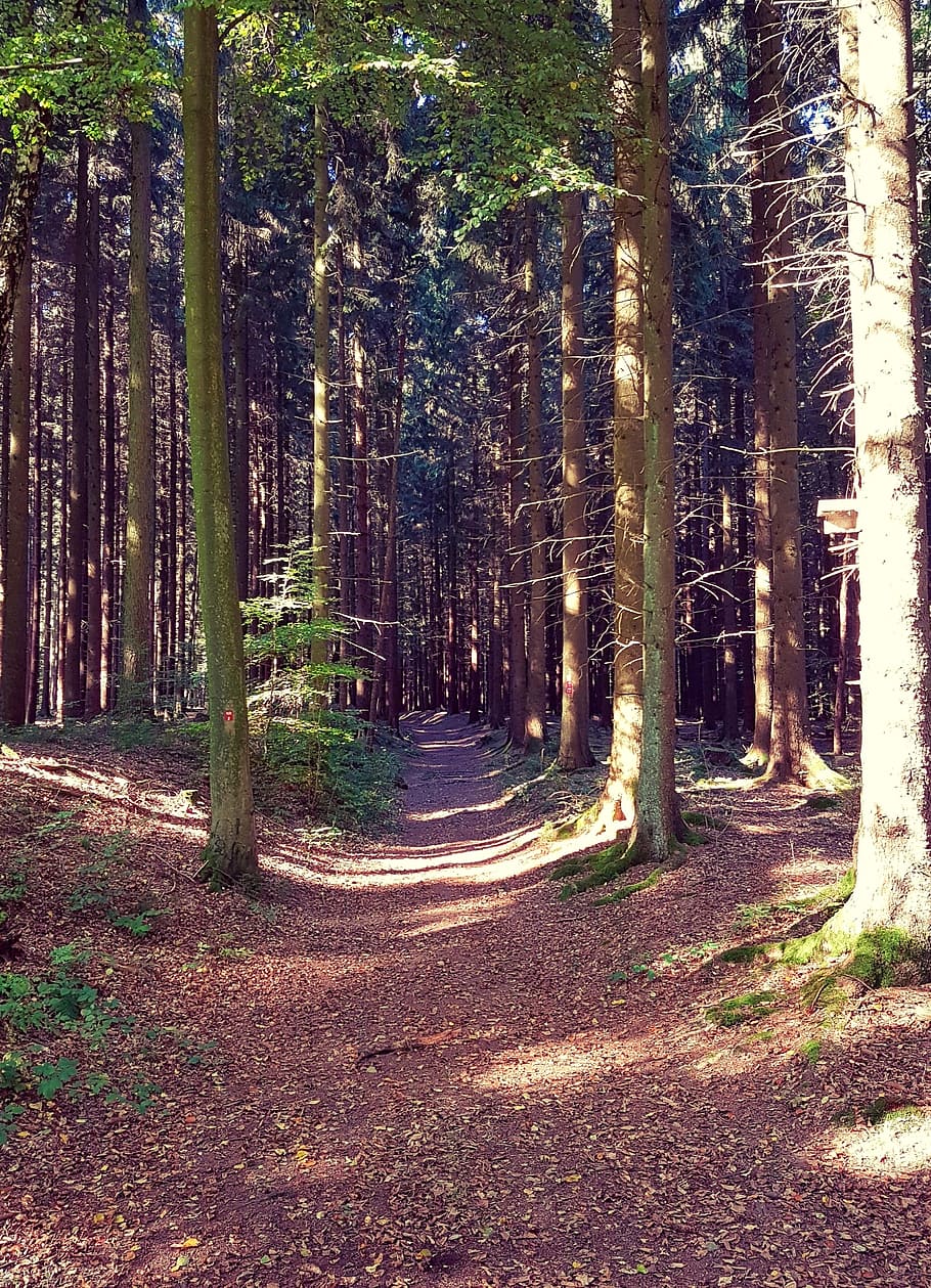 forest, forest path, autumn, walk, trees, nature, away, leaves HD wallpaper